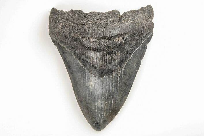 Fossil Megalodon Tooth - South Carolina #196852